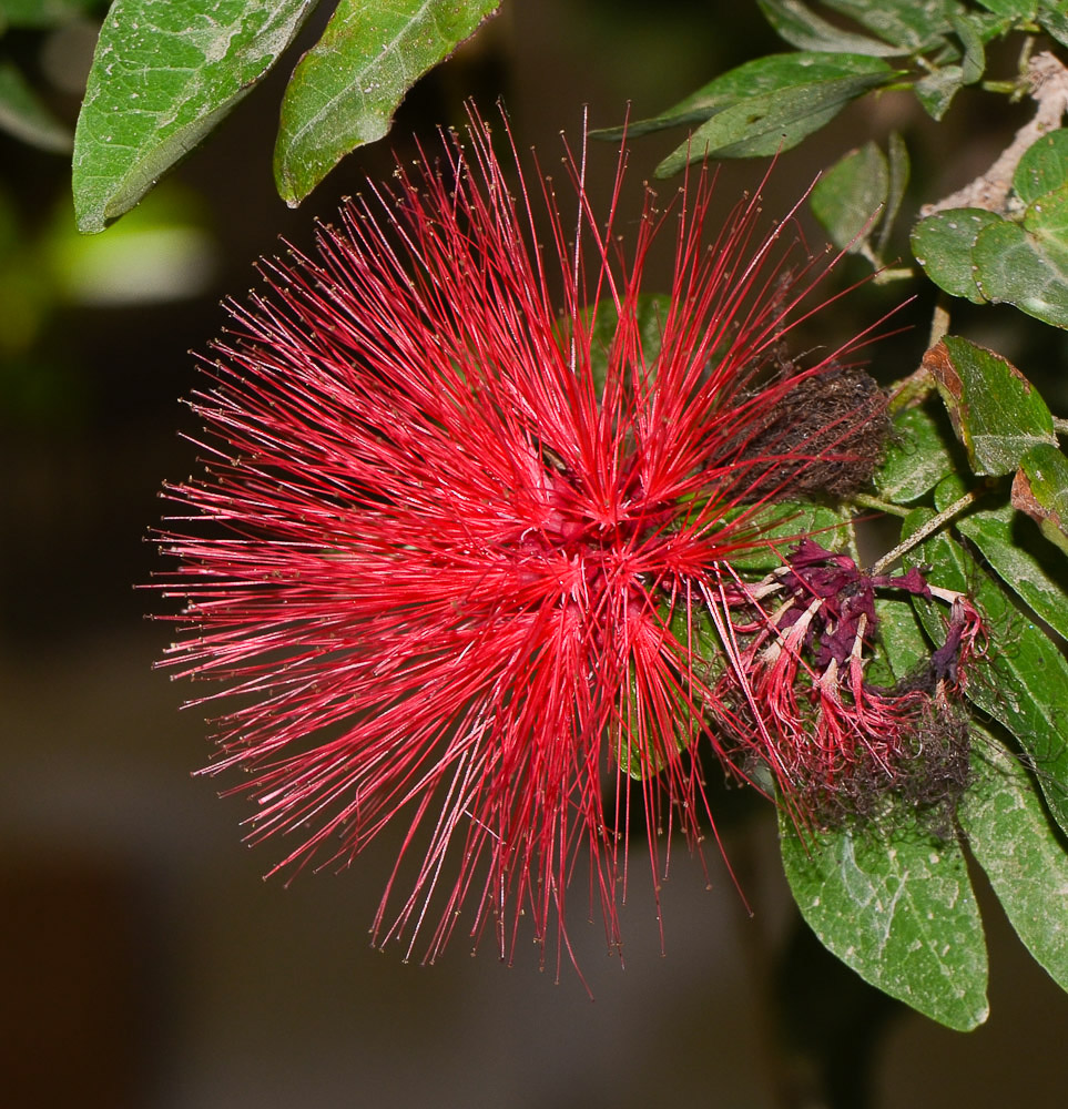 Image of Calliandra tergemina var. emarginata specimen.