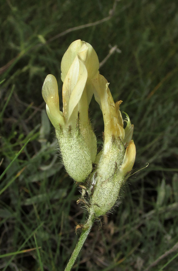 Image of Astragalus glaucus specimen.