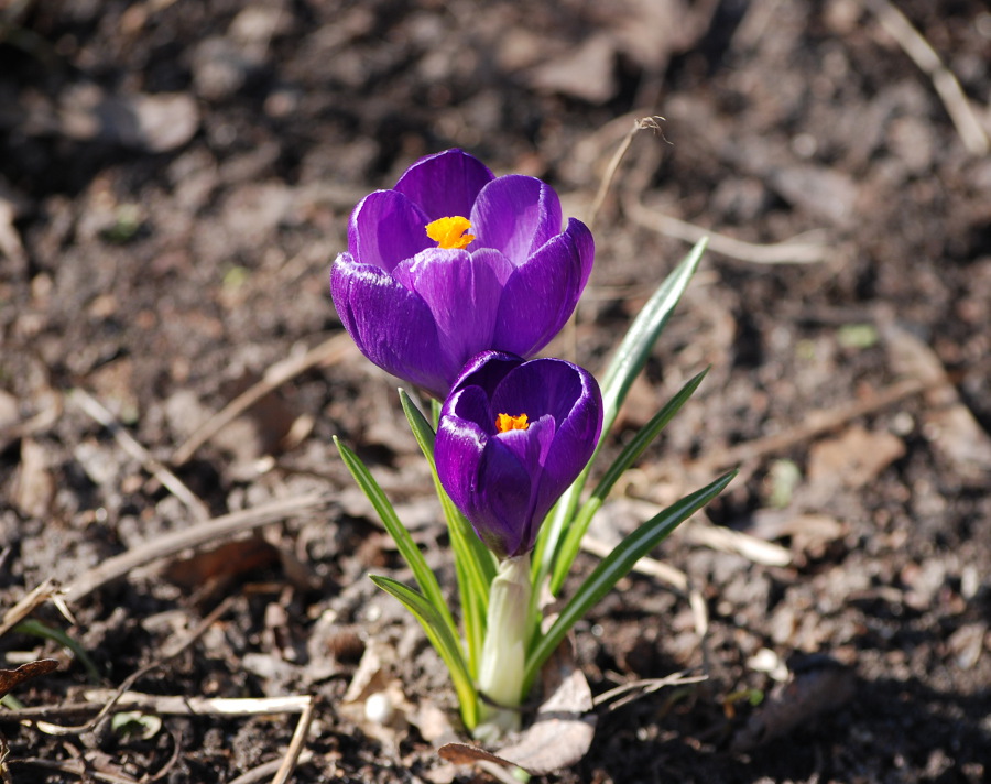 Image of Crocus vernus specimen.