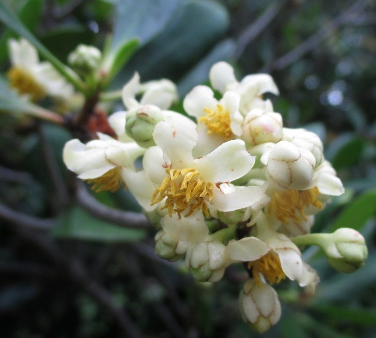 Image of Ternstroemia gymnanthera specimen.