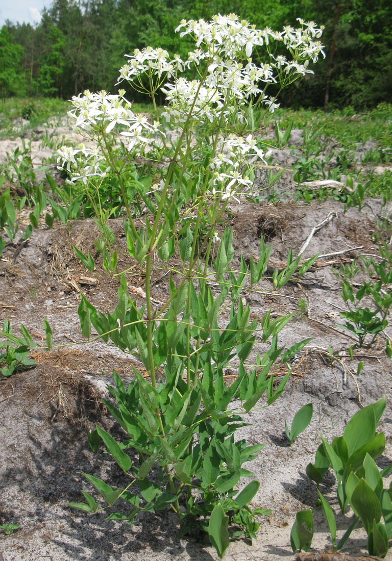 Image of Clematis recta specimen.