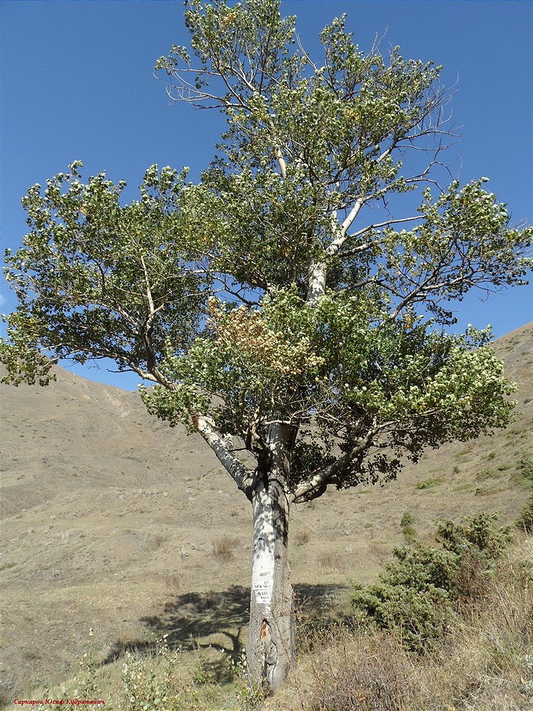 Image of Populus tremula specimen.