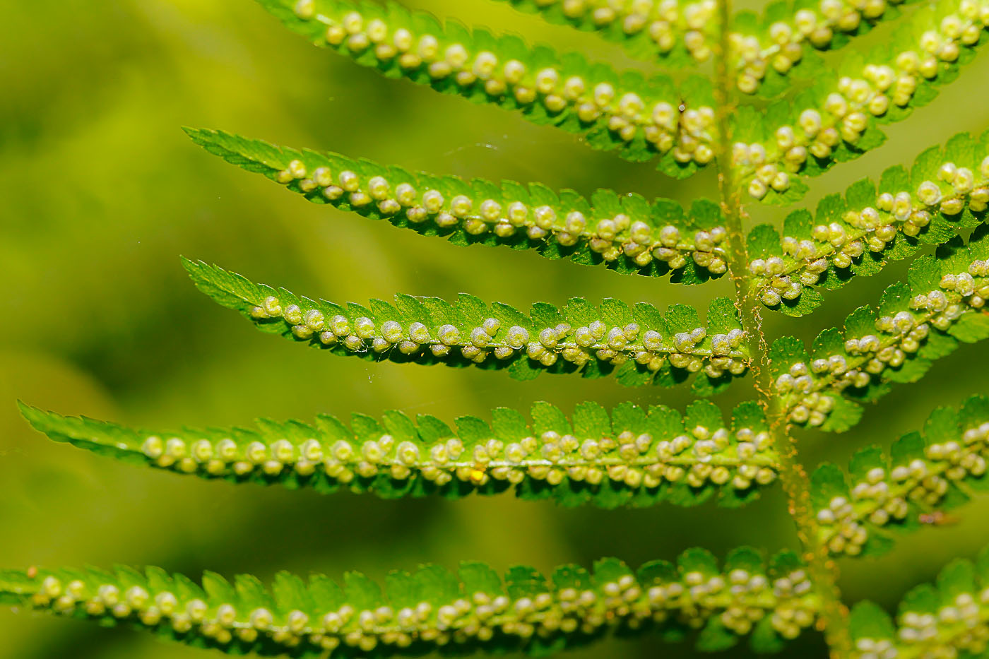 Image of Dryopteris filix-mas specimen.