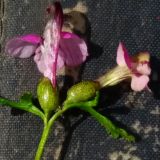Pedicularis adunca