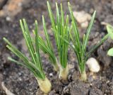 Crocus biflorus