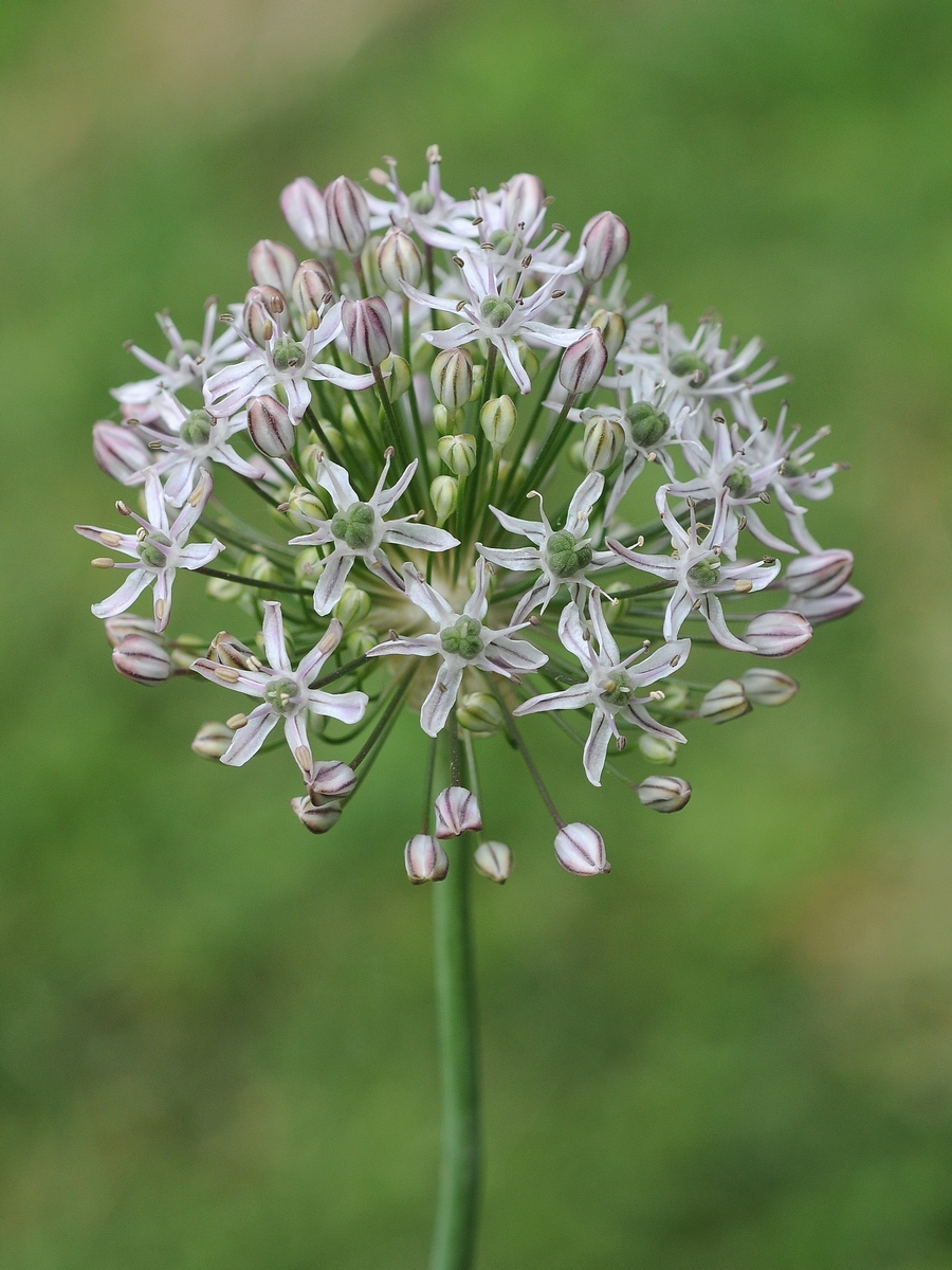 Image of Allium decipiens specimen.