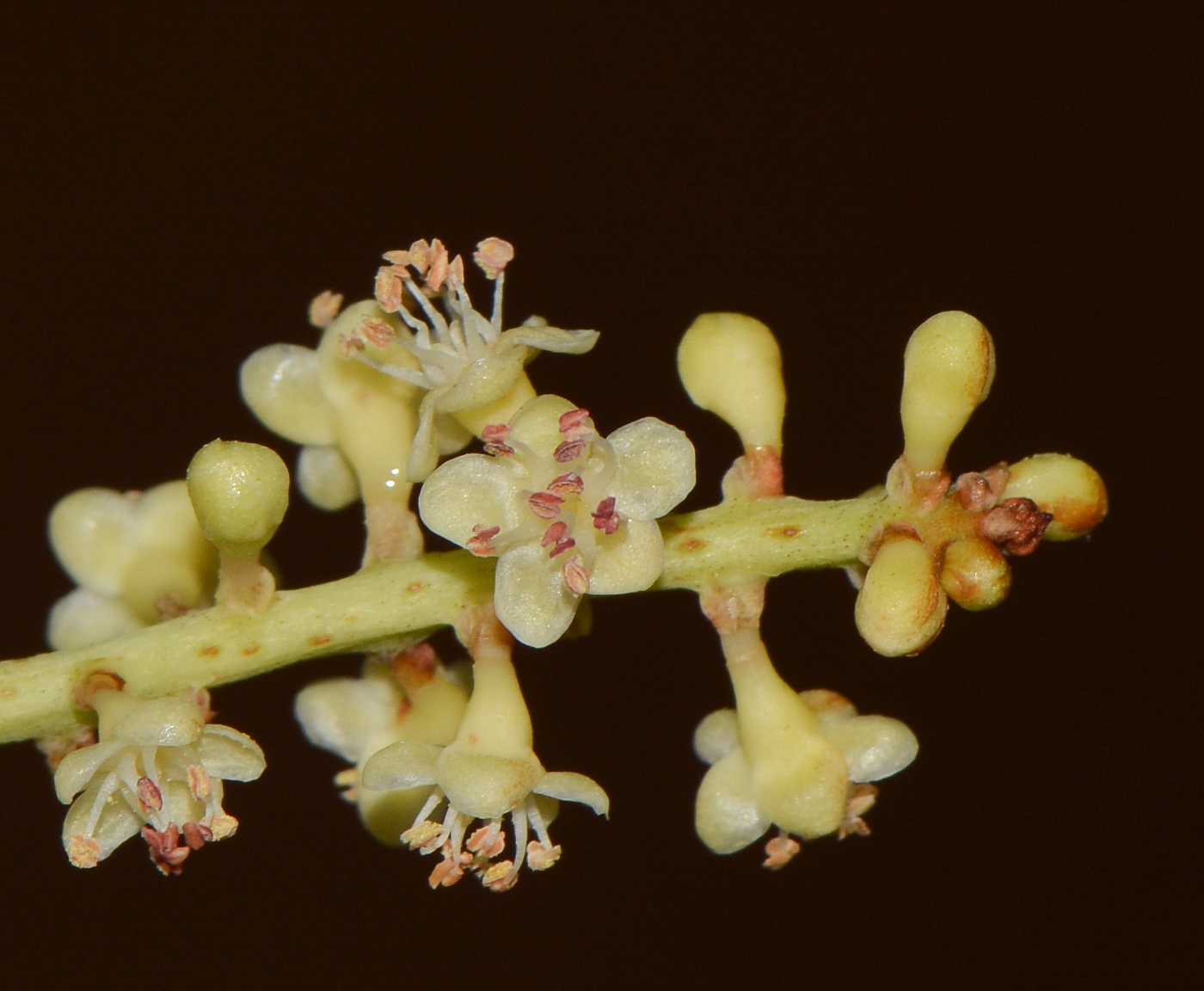 Image of Coccoloba uvifera specimen.