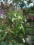 Persicaria orientalis