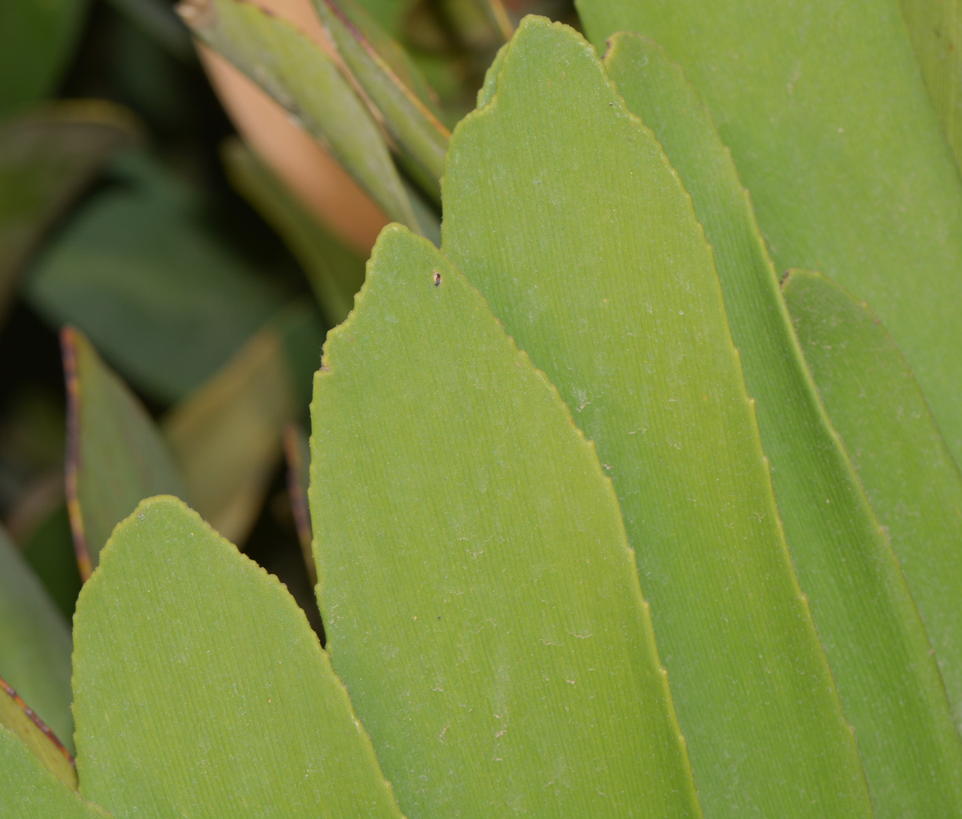 Image of Zamia furfuracea specimen.