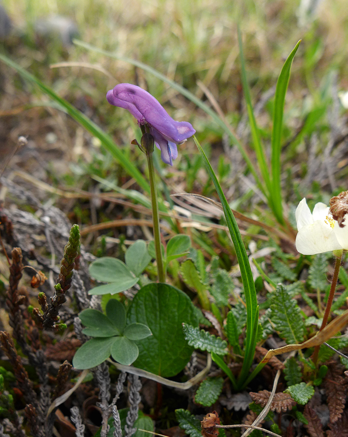 Image of Corydalis arctica specimen.