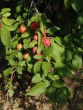 Prunus cerasifera. Ветвь с плодами. Украина, г. Запорожье, балка Березноватая, восточный склон, низинный влажный участок. 15.07.2016.