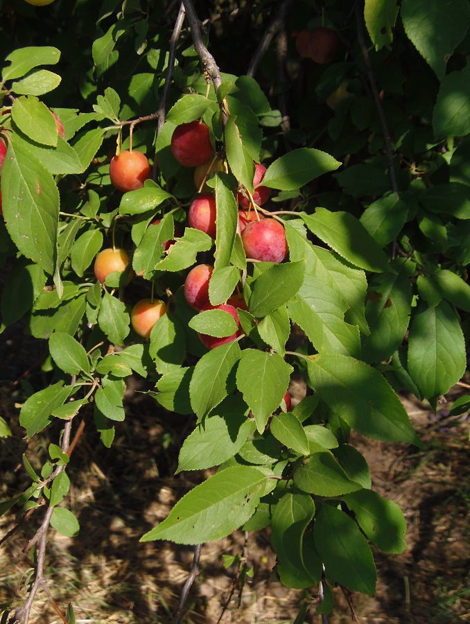 Image of Prunus cerasifera specimen.