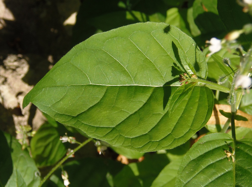 Image of Circaea lutetiana specimen.