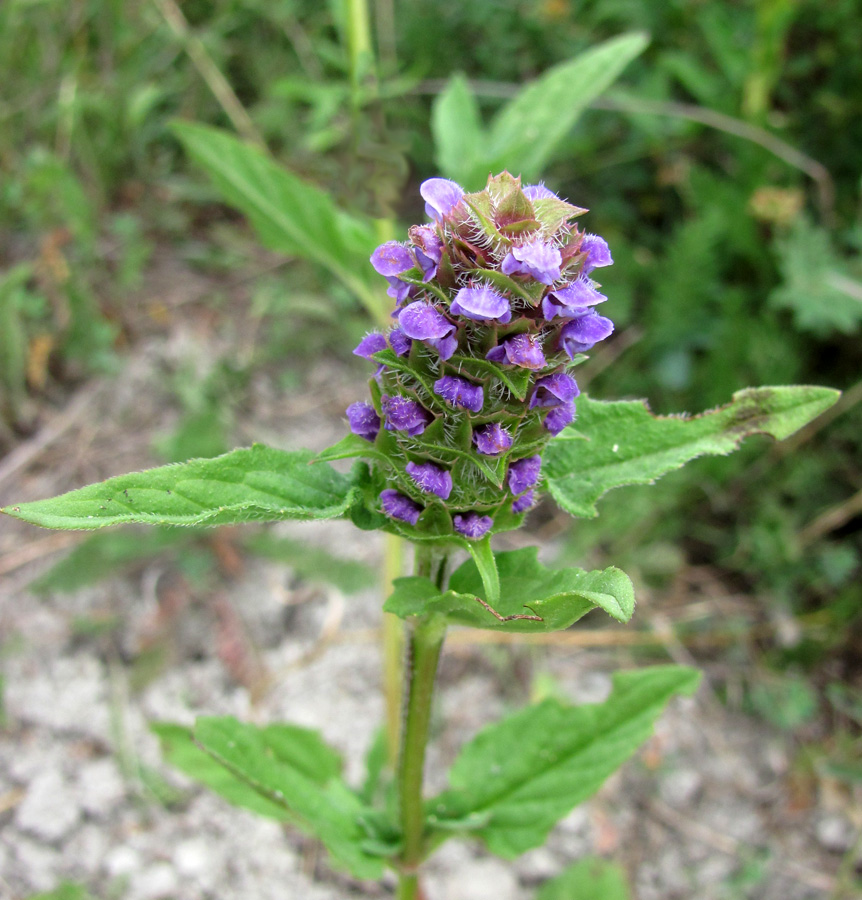 Изображение особи Prunella vulgaris.