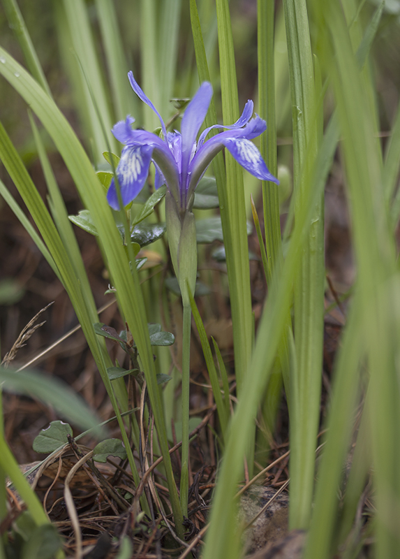 Изображение особи Iris ruthenica.