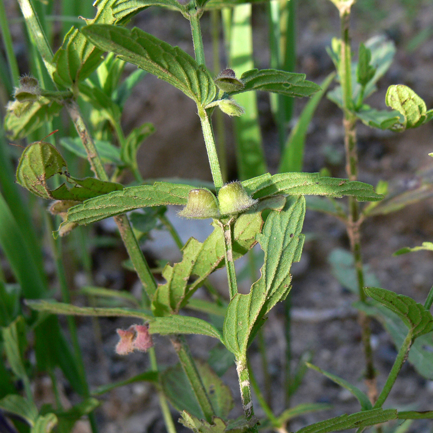 Image of Scutellaria scordiifolia specimen.