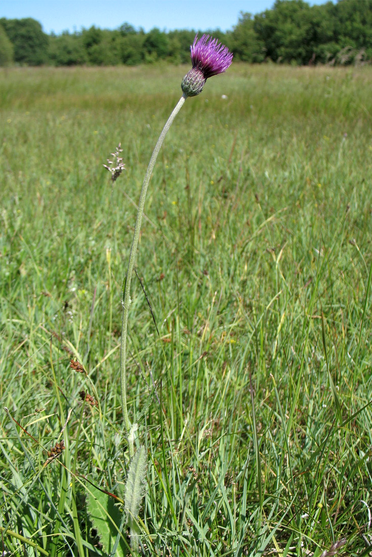 Image of Cirsium dissectum specimen.