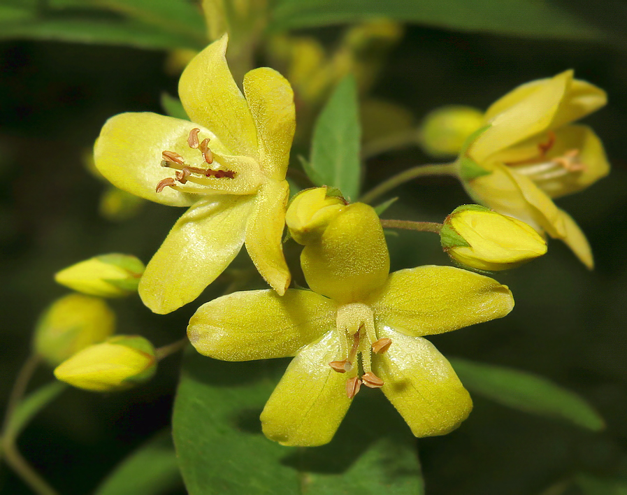 Image of Lysimachia davurica specimen.