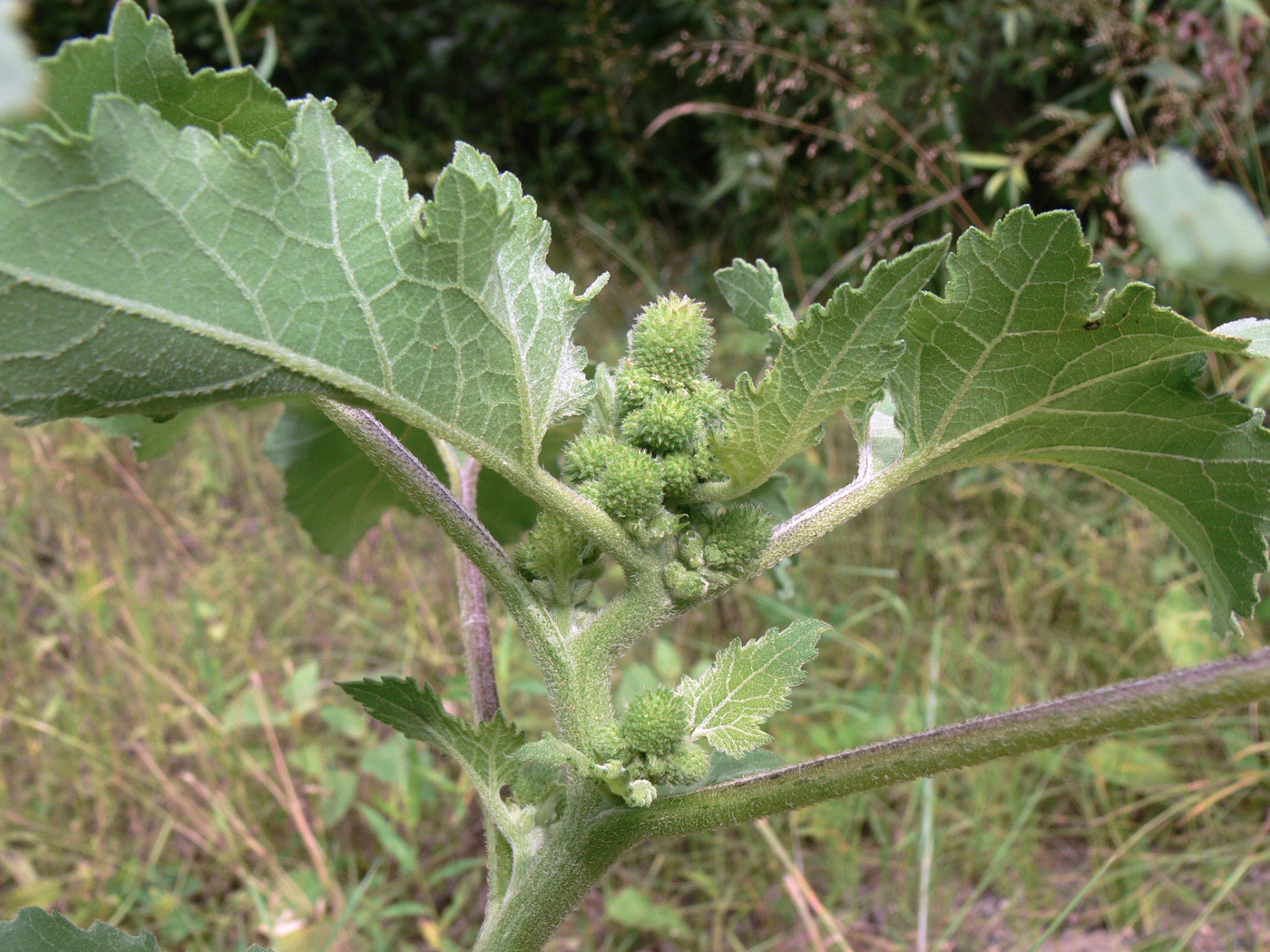 Изображение особи Xanthium strumarium.