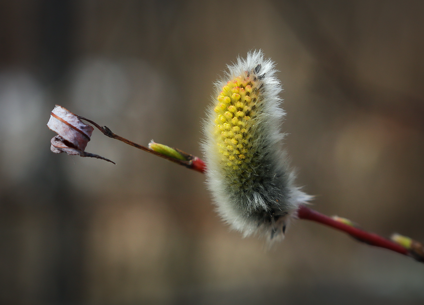 Изображение особи Salix acutifolia.