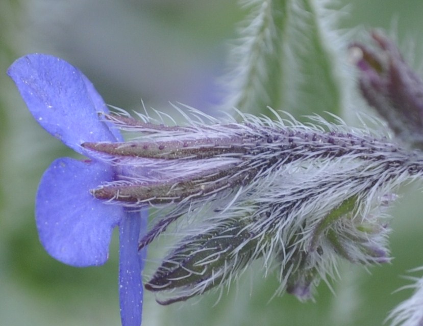 Image of Anchusa azurea specimen.