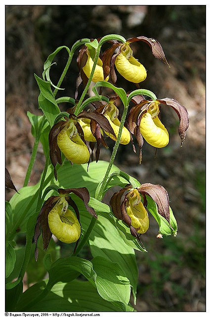 Image of Cypripedium calceolus specimen.