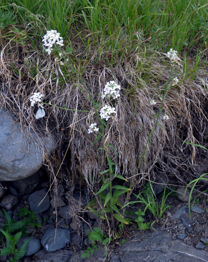 Изображение особи Hesperis sibirica ssp. pseudonivea.