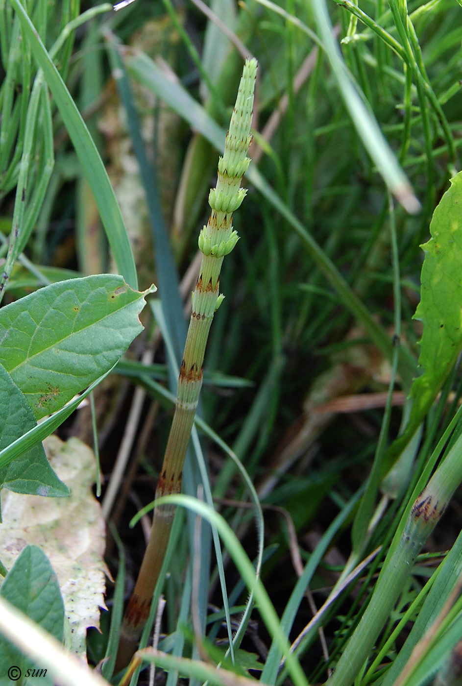 Изображение особи Equisetum arvense.