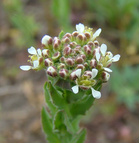 Image of Lepidium campestre specimen.