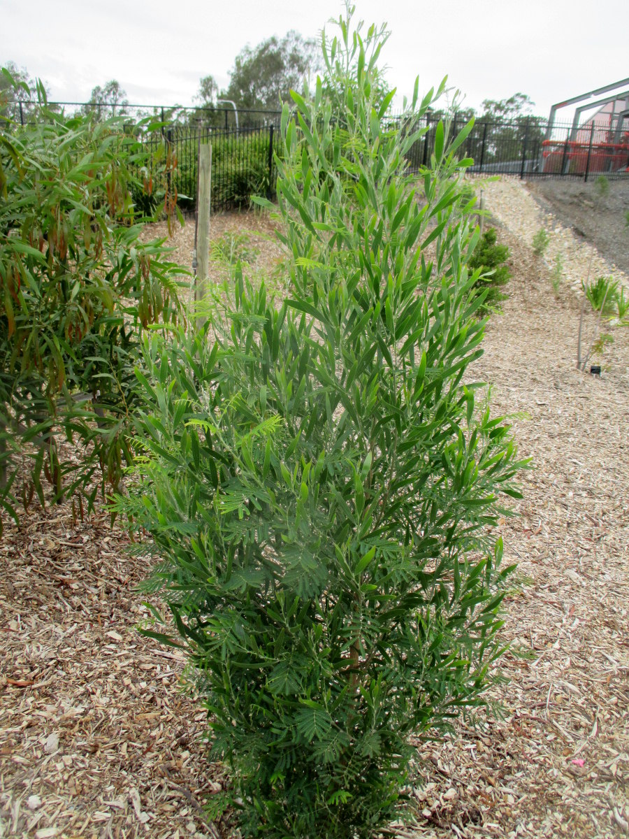 Image of Acacia melanoxylon specimen.