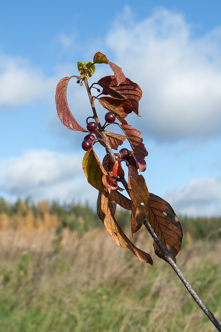 Image of Frangula alnus specimen.