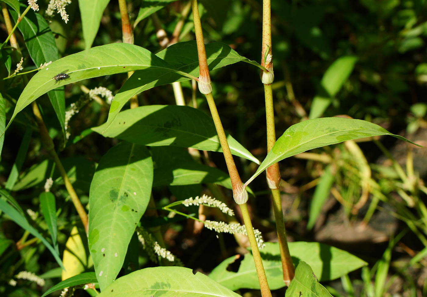 Image of Persicaria lapathifolia specimen.