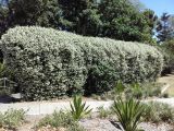 Trachelospermum jasminoides