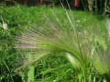 Hordeum jubatum