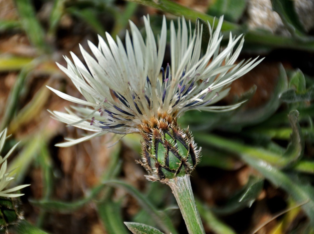 Image of Centaurea cheiranthifolia specimen.