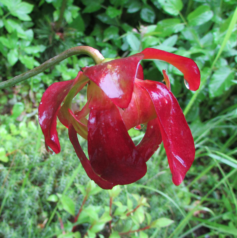 Image of Sarracenia purpurea specimen.