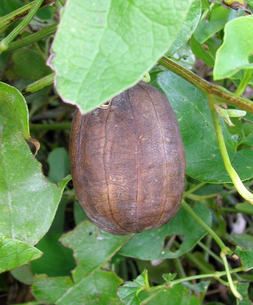 Image of Aristolochia clematitis specimen.