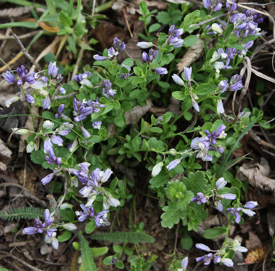 Image of Polygala supina specimen.