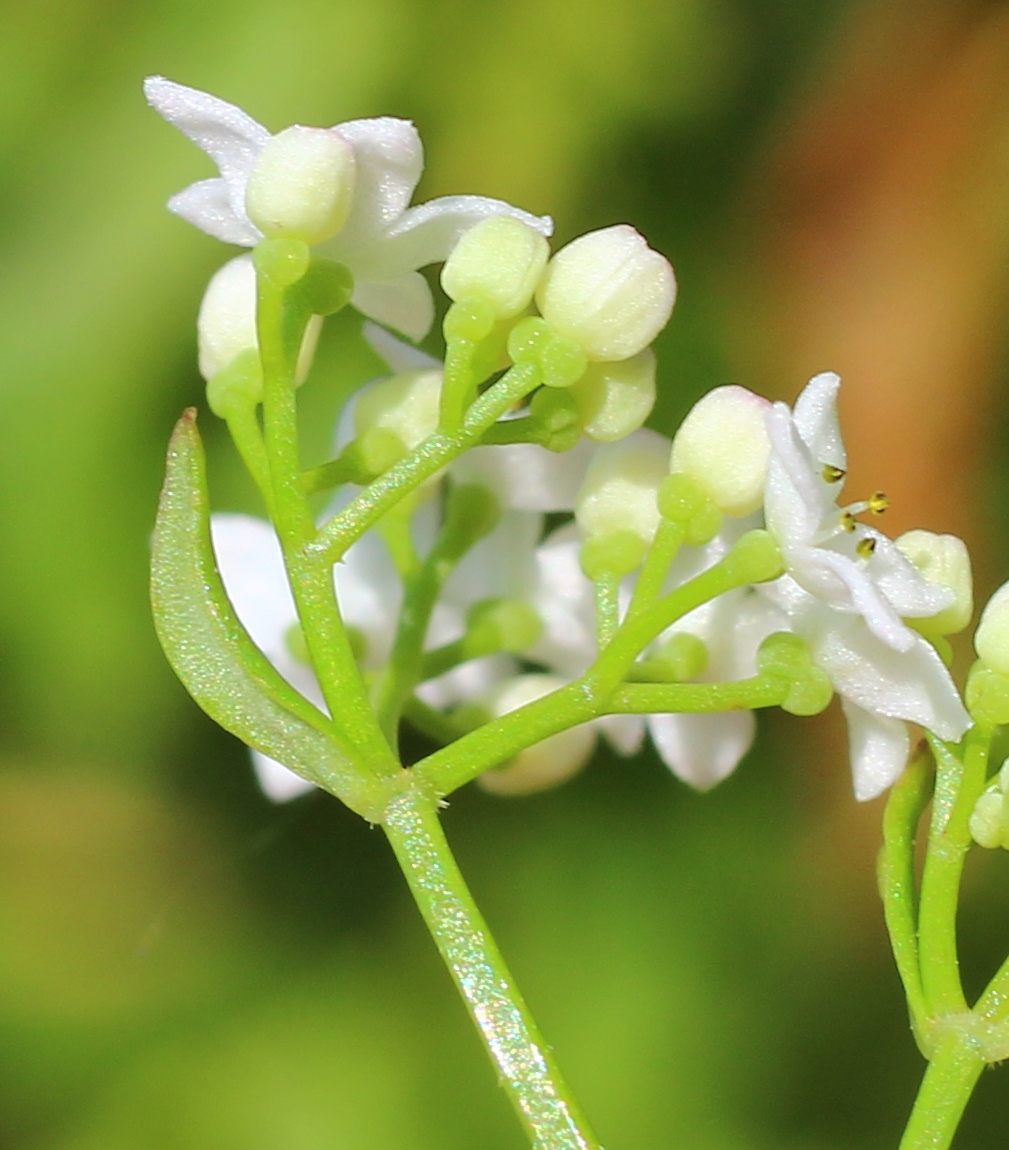 Image of Galium debile specimen.