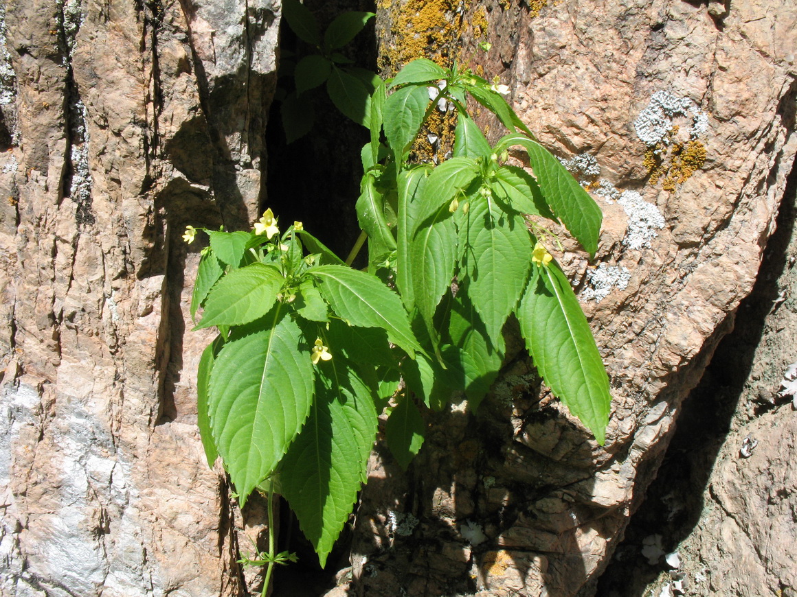 Image of Impatiens parviflora specimen.