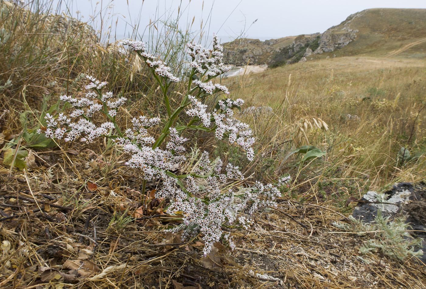 Изображение особи Goniolimon tauricum.