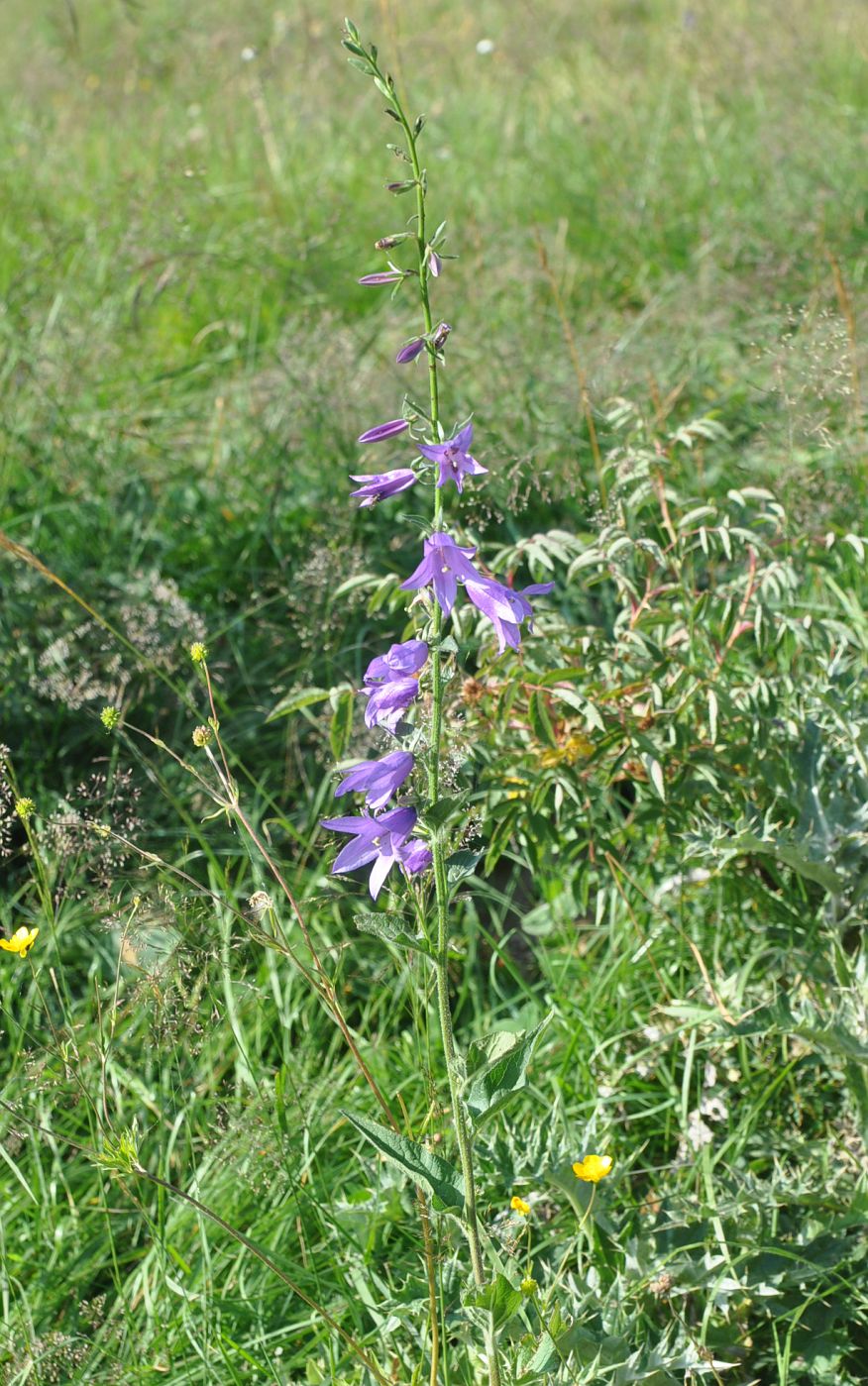 Изображение особи Campanula bononiensis.