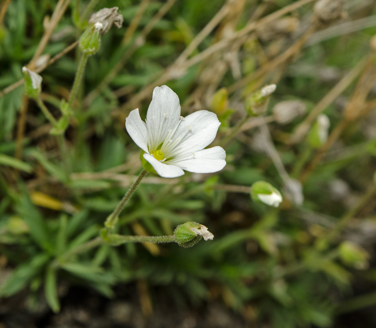 Image of Minuartia helmii specimen.