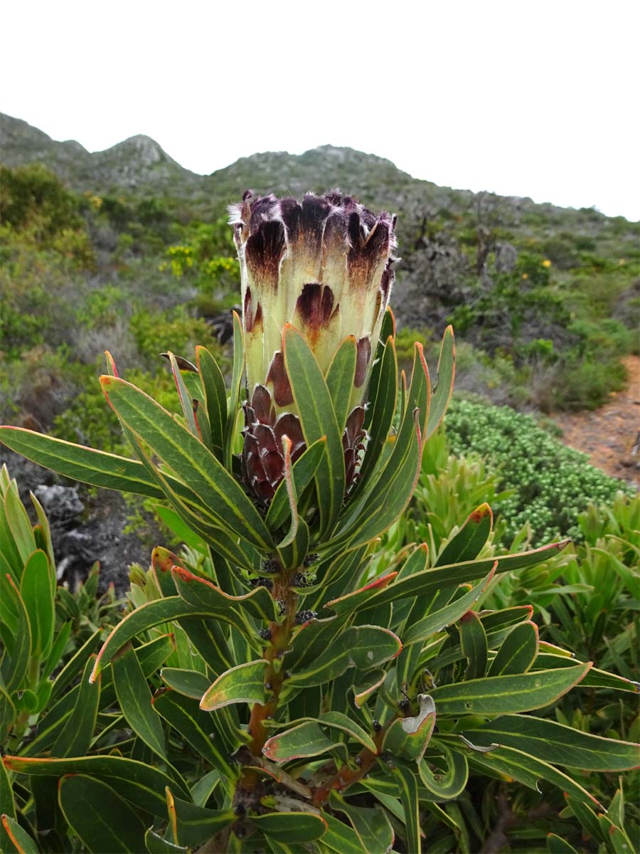 Изображение особи Protea lepidocarpodendron.