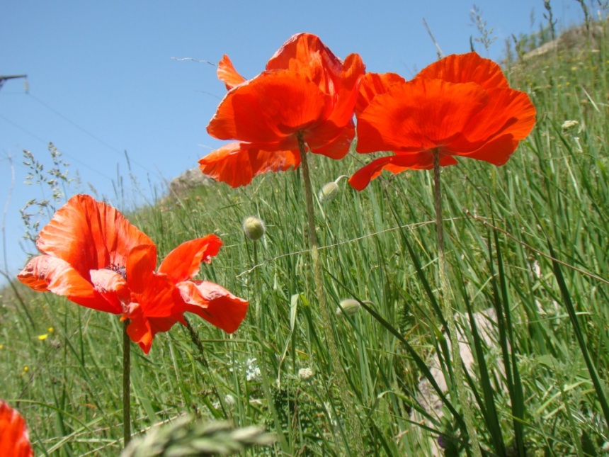 Image of Papaver orientale specimen.