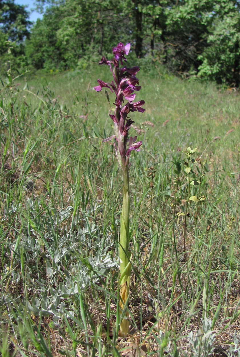 Изображение особи Anacamptis &times; gennarii nothosubsp. orientecaucasica.