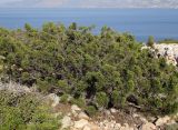 Juniperus phoenicea