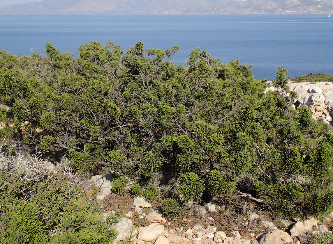 Изображение особи Juniperus phoenicea.