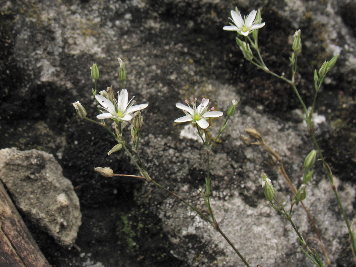 Image of Minuartia aucta specimen.