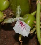 Elettaria cardamomum